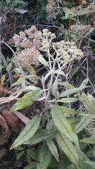 Ageratina asclepiadea