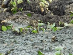 Gallinago paraguaiae