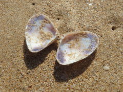Latona deltoides