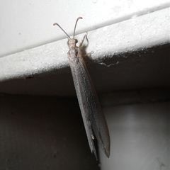 Distoleon bistrigatus