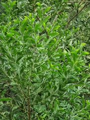 Acacia melanoxylon image