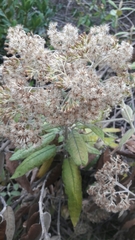 Ageratina asclepiadea