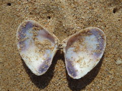 Latona deltoides