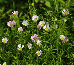 Erigeron hyssopifolius