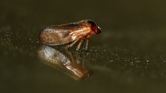 Eoscarta deprivata