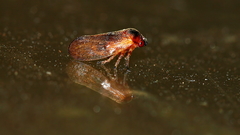 Eoscarta deprivata