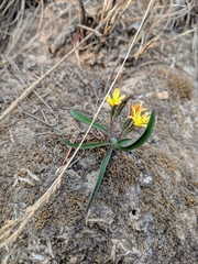 Launaea acaulis