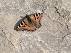 Aglais caschmirensis