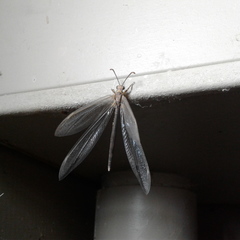 Distoleon bistrigatus