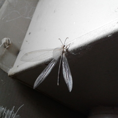 Distoleon bistrigatus