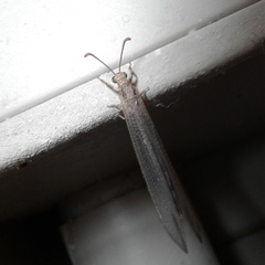 Distoleon bistrigatus