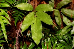 Grypothrix longipetiolata