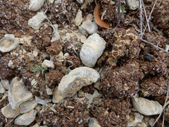 Clavascidium lacinulatum