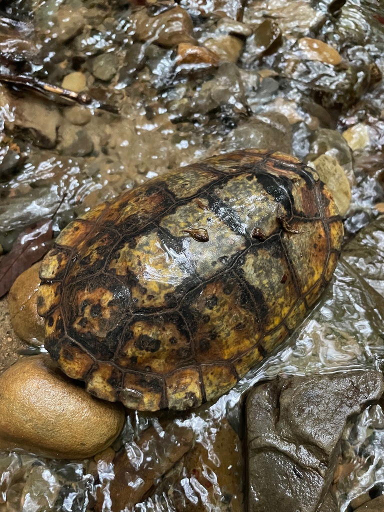 Japanese pond turtle in July 2023 by K_Kawashima · iNaturalist