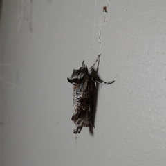 Archaeoses polygrapha