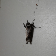 Archaeoses polygrapha