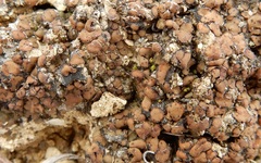 Clavascidium lacinulatum