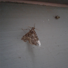 Chrysolarentia cryeropa