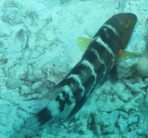 Cheilinus quinquecinctus