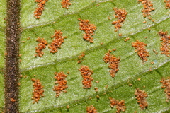 Grypothrix longipetiolata