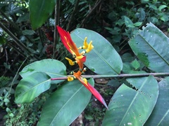 Heliconia schumanniana