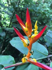 Heliconia schumanniana