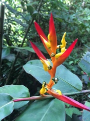 Heliconia schumanniana