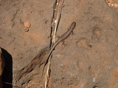 Chioninia vaillantii