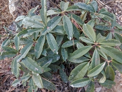Pieris formosa