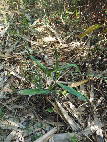 Pseudelephantopus spicatus