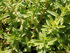 Limnophila aromatica