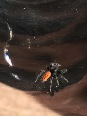 Phidippus johnsoni