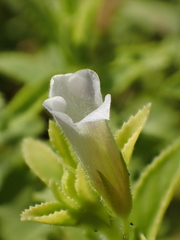 Limnophila aromatica
