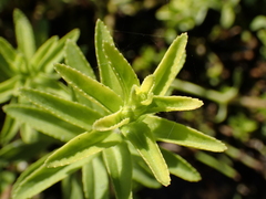 Limnophila aromatica