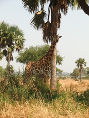 Giraffa camelopardalis rothschildi