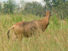 Alcelaphus buselaphus lelwel