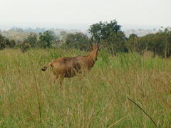 Alcelaphus buselaphus lelwel