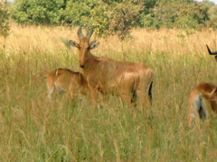 Alcelaphus buselaphus lelwel