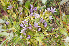 Gentianella ramosa
