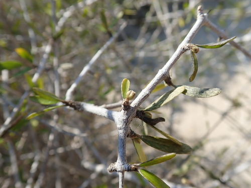Digoniopterys
