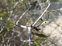 Digoniopterys microphylla image