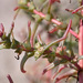 Fleshy Russian Thistle - Photo (c) Sarah Gregg, some rights reserved (CC BY-NC)