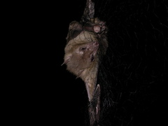 Rousettus aegyptiacus