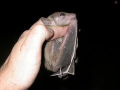 Rousettus aegyptiacus