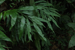 Asplenium formosae