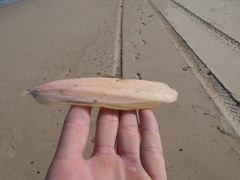 Sepia opipara