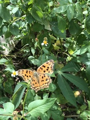 Polygonia c-aureum lunulata