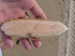 Sepia opipara
