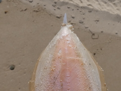 Sepia opipara
