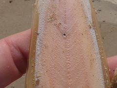 Sepia opipara